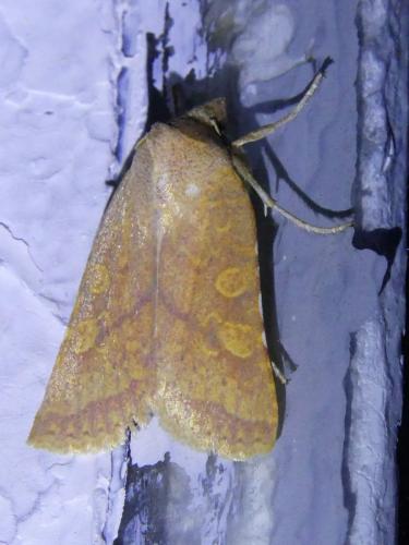 Jodia croceago